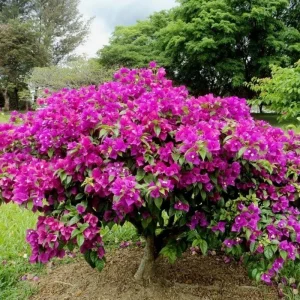 Dark Purple Bougainvillea Live Plant - 5-7 Inch Tall Climbing Vine for Outdoor - Image 8