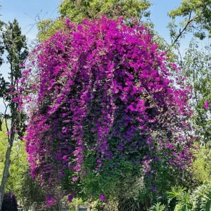 Dark Purple Bougainvillea Live Plant - 5-7 Inch Tall Climbing Vine for Outdoor - Image 9