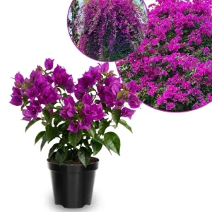 Dark Purple Bougainvillea Live Plant - 5-7 Inch Tall Climbing Vine for Outdoor - Image 1