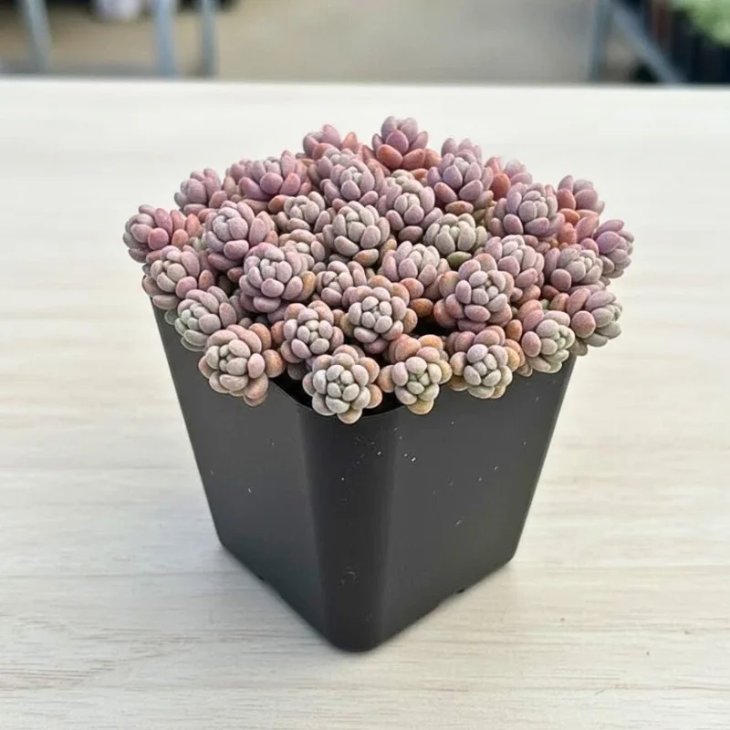 Dasyphyllum Minor Live Succulent Plant - 2in or 4in Potted Houseplant - Image 2