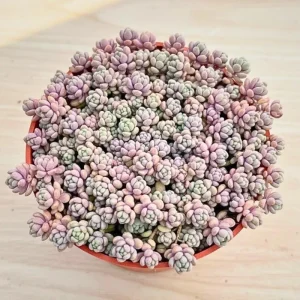 Dasyphyllum Minor Live Succulent Plant - 2in or 4in Potted Houseplant - Image 3