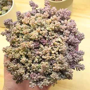 Dasyphyllum Minor Live Succulent Plant - 2in or 4in Potted Houseplant - Image 4