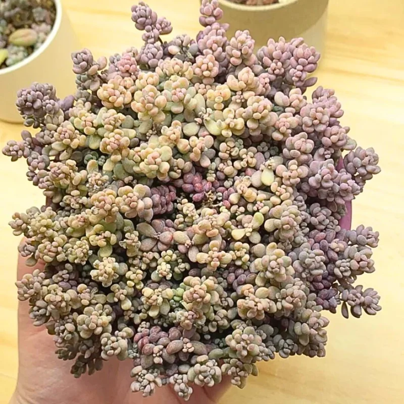 Dasyphyllum Minor Live Succulent Plant - 2in or 4in Potted Houseplant - Image 4