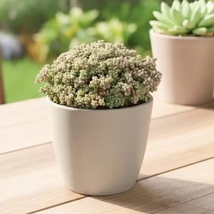 Dasyphyllum Minor Live Succulent Plant - 2in or 4in Potted Houseplant - Image 5