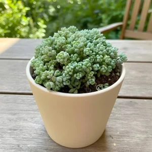 Dasyphyllum Minor Live Succulent Plant - 2in or 4in Potted Houseplant - Image 6