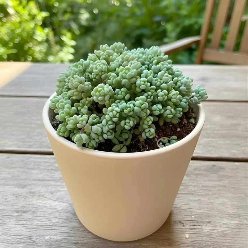 Dasyphyllum Minor Live Succulent Plant - 2in or 4in Potted Houseplant - Image 6