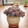 Dasyphyllum Minor Live Succulent Plant - 2in or 4in Potted Houseplant - Image 1