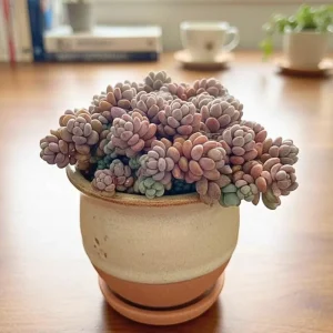 Dasyphyllum Minor Live Succulent Plant - 2in or 4in Potted Houseplant - Image 1
