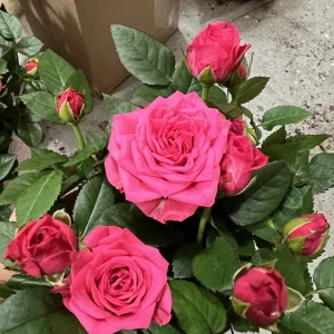 Deep Pink Mini Rose Bush Live Plant – 3-7 Inch Tall Starter - Image 1