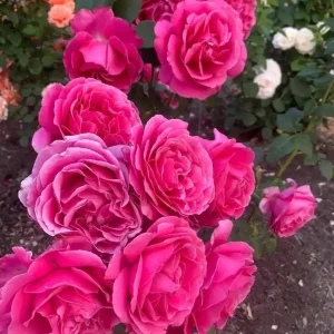 Deep Pink Rose Bush Live Plant - Hybrid Tea Rose for Outdoor Garden, 4-7 Inch Tall - Image 2