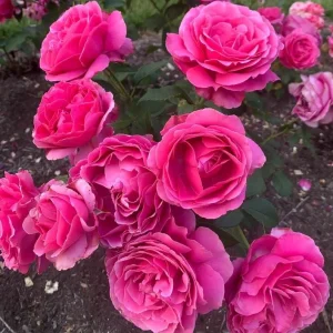 Deep Pink Rose Bush Live Plant - Hybrid Tea Rose for Outdoor Garden, 4-7 Inch Tall - Image 3