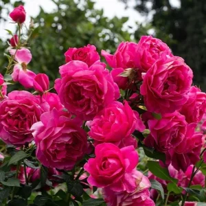 Deep Pink Rose Bush Live Plant - Hybrid Tea Rose for Outdoor Garden, 4-7 Inch Tall - Image 5