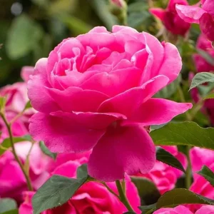 Deep Pink Rose Bush Live Plant - Hybrid Tea Rose for Outdoor Garden, 4-7 Inch Tall - Image 6
