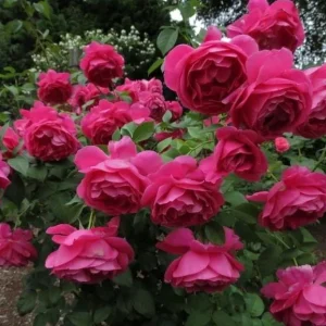 Deep Pink Rose Bush Live Plant - Hybrid Tea Rose for Outdoor Garden, 4-7 Inch Tall - Image 7