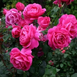 Deep Pink Rose Bush Live Plant - Hybrid Tea Rose for Outdoor Garden, 4-7 Inch Tall - Image 1