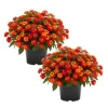 Deep Red Lantana Live Plant 6-9 Inch Tall - Perennial Flowers for Outdoor - Image 1