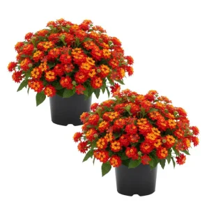Deep Red Lantana Live Plant 6-9 Inch Tall - Perennial Flowers for Outdoor - Image 1