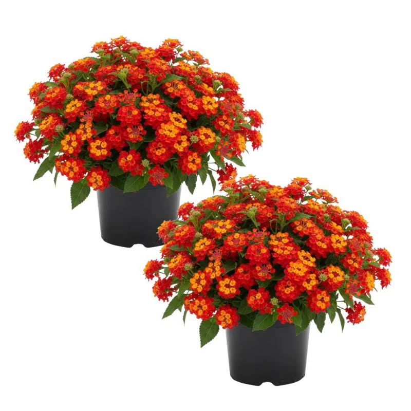 Deep Red Lantana Live Plant 6-9 Inch Tall - Perennial Flowers for Outdoor - Image 1