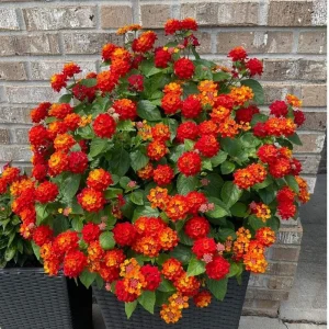 Deep Red Lantana Live Plant 6-9 Inch Tall - Perennial Flowers for Outdoor - Image 4