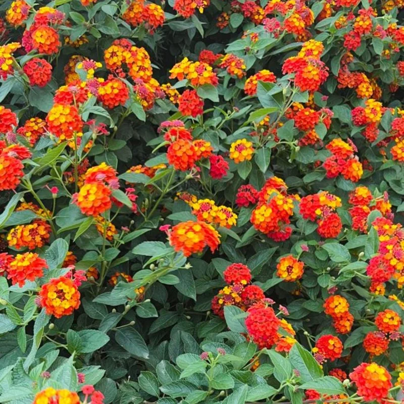 Deep Red Lantana Live Plant 6-9 Inch Tall - Perennial Flowers for Outdoor - Image 5