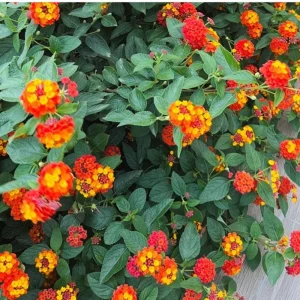 Deep Red Lantana Live Plant 6-9 Inch Tall - Perennial Flowers for Outdoor - Image 6