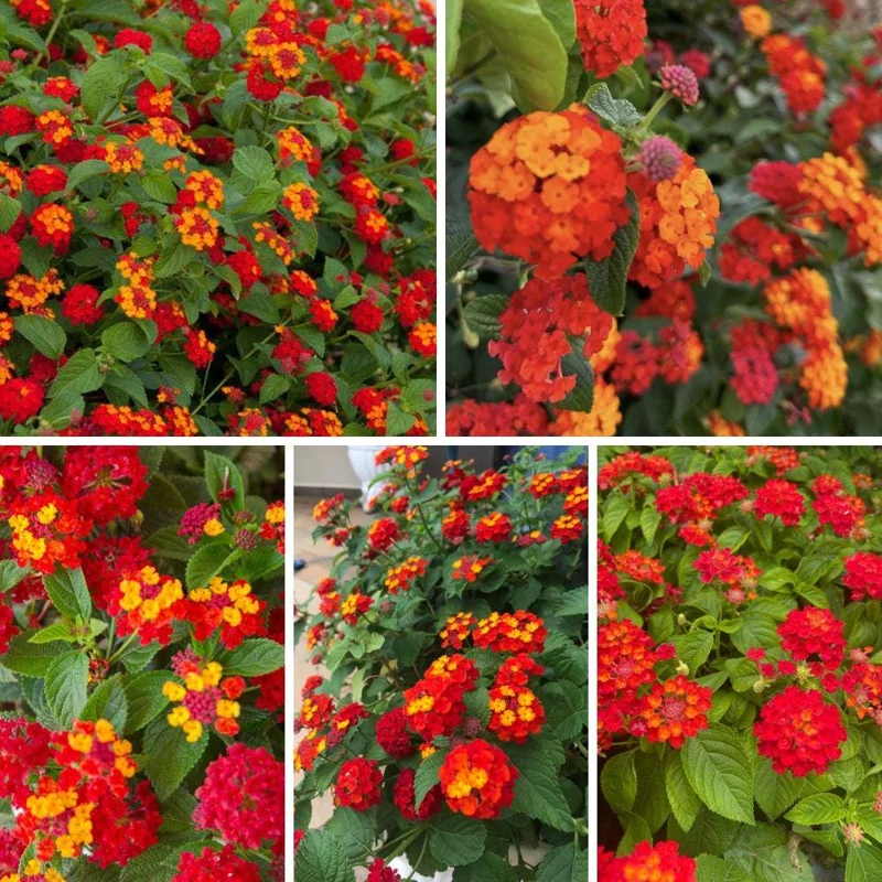 Deep Red Lantana Live Plant 6-9 Inch Tall - Perennial Flowers for Outdoor - Image 7