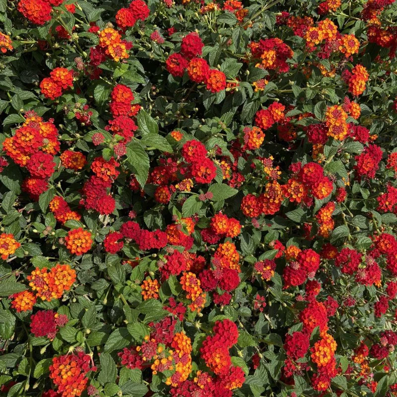 Deep Red Lantana Live Plant 6-9 Inch Tall - Perennial Flowers for Outdoor - Image 8