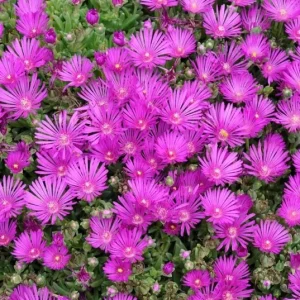 Delosperma Cooperi Hot Pink Ice Plant Live Succulent Starter Plant, 3-6 Inch Tall, Hardy Groundcover - Image 2