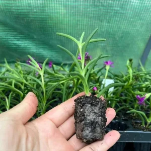 Delosperma Cooperi Hot Pink Ice Plant Live Succulent Starter Plant, 3-6 Inch Tall, Hardy Groundcover - Image 5