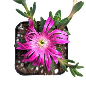 Delosperma Cooperi Ice Plant Live Plant – 2 Inch Pot – Hardy Succulent Ground Cover - Image 2