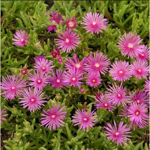 Delosperma Cooperi Ice Plant Live Plant – 2 Inch Pot – Hardy Succulent Ground Cover - Image 4