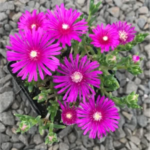 Delosperma Cooperi Ice Plant Live Plant – 2 Inch Pot – Hardy Succulent Ground Cover - Image 5