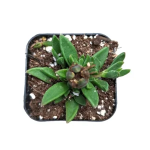Delosperma Cooperi Ice Plant Live Plant – 2 Inch Pot – Hardy Succulent Ground Cover - Image 6
