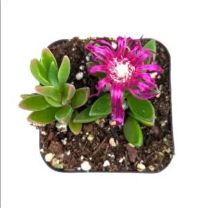 Delosperma Cooperi Ice Plant Live Plant – 2 Inch Pot – Hardy Succulent Ground Cover - Image 1
