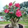 Desert Rose Live Plant - 4-6 Inches Tall Adenium Obesum Succulent - Image 1