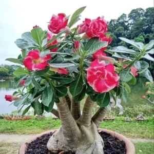 Desert Rose Live Plant - 4-6 Inches Tall Adenium Obesum Succulent - Image 1