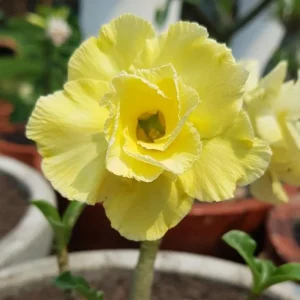 Desert Rose Live Plant - 4-6 Inches Tall Adenium Obesum Succulent - Image 5