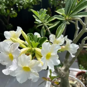 Desert Rose Live Plant - 4-6 Inches Tall Adenium Obesum Succulent - Image 6