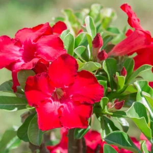 Desert Rose Live Plant - 4-6 Inches Tall Adenium Obesum Succulent - Image 7