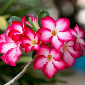 Desert Rose Live Plant - 4-6 Inches Tall Adenium Obesum Succulent - Image 8