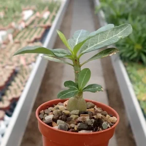 Desert Rose Live Plant - 4-6 Inches Tall Adenium Obesum Succulent - Image 9