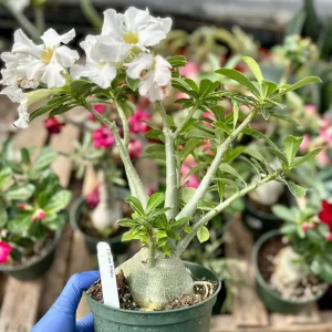 Desert Rose Live Plant - Adenium Obesum 6 Inch, Flowering Houseplant - Image 2