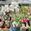 Desert Rose Live Plant - Adenium Obesum 6 Inch, Flowering Houseplant - Image 1