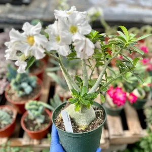 Desert Rose Live Plant - Adenium Obesum 6 Inch, Flowering Houseplant - Image 1