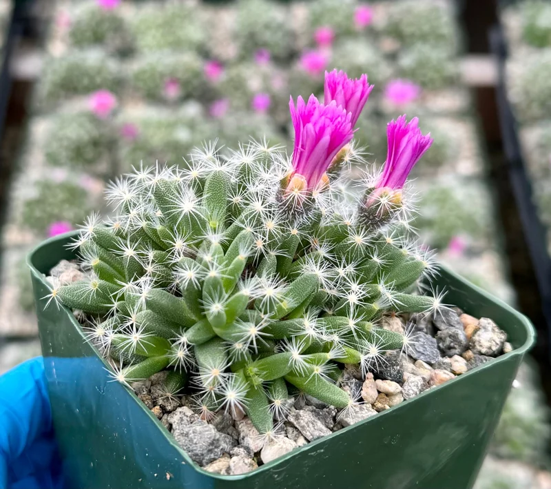 Desert Rose Trichodiadema Densum Live Succulent Plant - 4 Inch Pot - Image 2