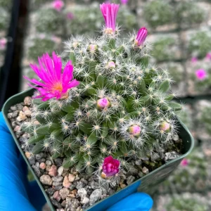 Desert Rose Trichodiadema Densum Live Succulent Plant - 4 Inch Pot - Image 4