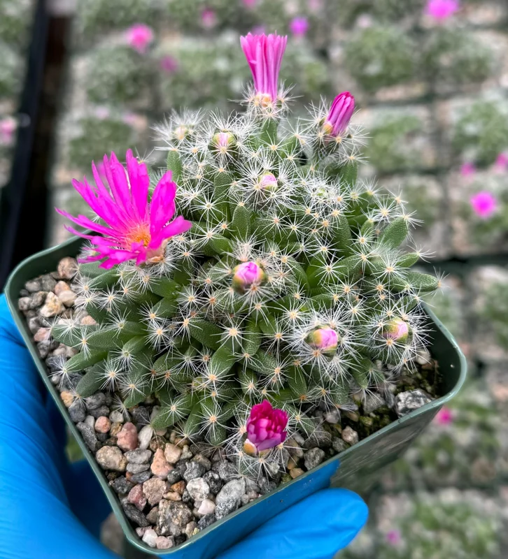 Desert Rose Trichodiadema Densum Live Succulent Plant - 4 Inch Pot - Image 4