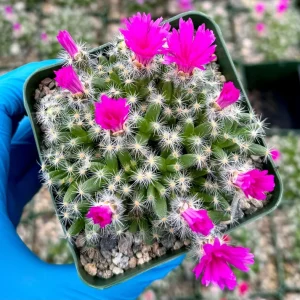 Desert Rose Trichodiadema Densum Live Succulent Plant - 4 Inch Pot - Image 1