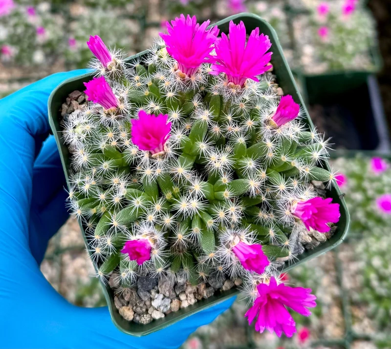 Desert Rose Trichodiadema Densum Live Succulent Plant - 4 Inch Pot - Image 1