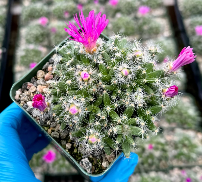 Desert Rose Trichodiadema Densum Live Succulent Plant - 4 Inch Pot - Image 5